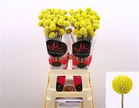 <h4>CRAS PAINTBALL POP</h4>