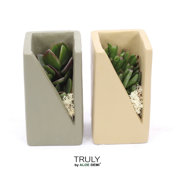 <h4>TRULY Crassula, Meles concrete moss - Green Beige</h4>