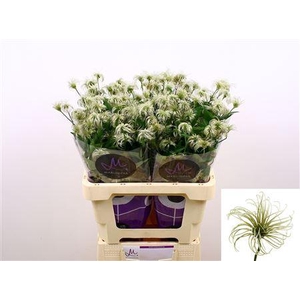Clematis Amazing Kibo