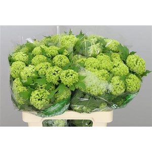 VIBURNUM ROSEUM ST 4 KOP EX