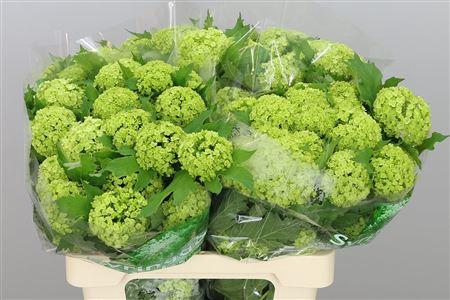 <h4>VIBURNUM ROSEUM ST 4 KOP EX</h4>