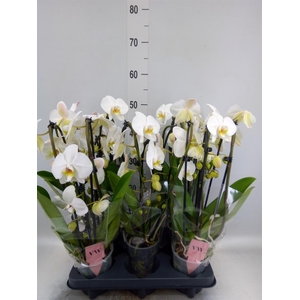 Phalaenopsis 'Ant Leeds'