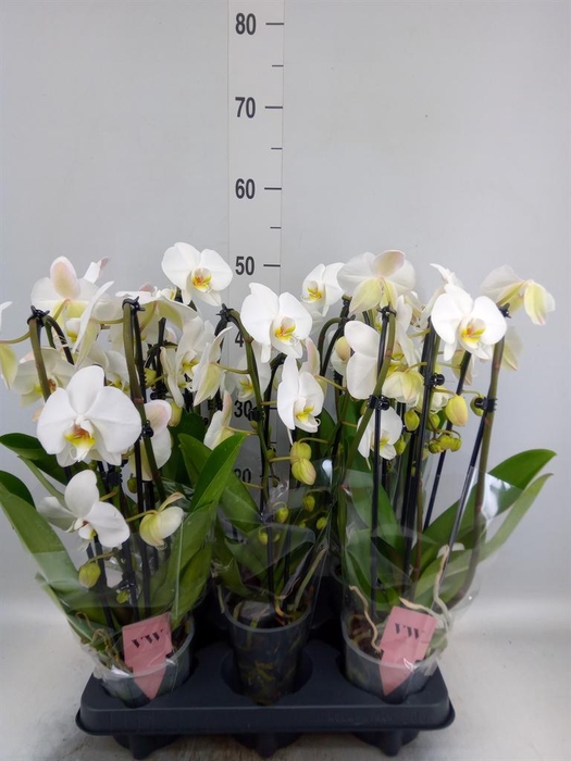 <h4>Phalaenopsis 'Ant Leeds'</h4>