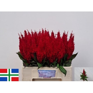 Cel P Cent Rood