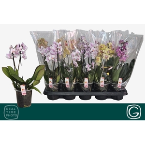 PHAL MF GEM 4 KL