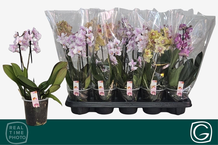 <h4>PHAL MF GEM 4 KL</h4>