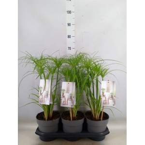 Cyperus papyrus 'Percamentus'