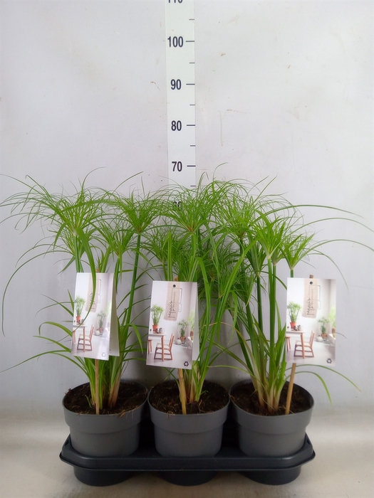 <h4>Cyperus papyrus 'Percamentus'</h4>