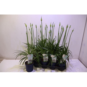 arr8 Agapa Amourette S White