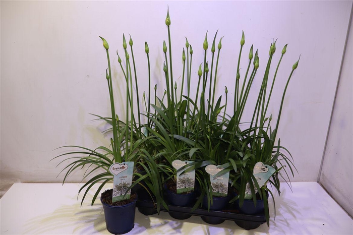 <h4>arr8 Agapa Amourette S White</h4>