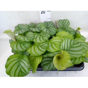 Calathea orbifolia