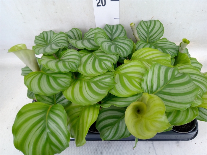 <h4>Calathea orbifolia</h4>