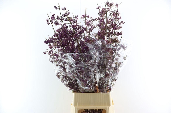<h4>Callicarpa Bo Magical Amethea</h4>