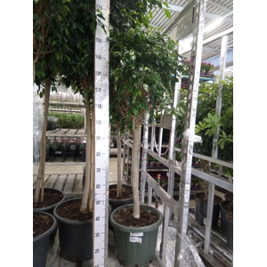 Ficus benja. 'Danielle'
