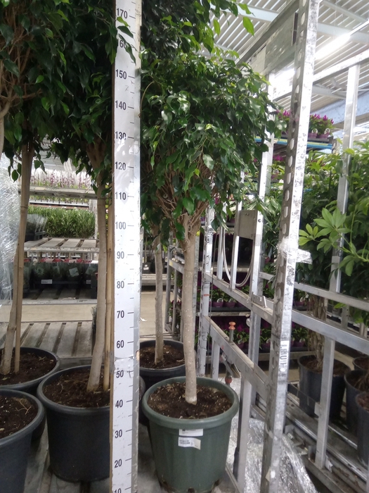 <h4>Ficus benja. 'Danielle'</h4>