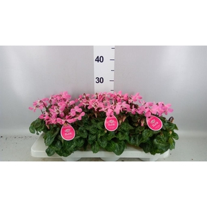 Cyclamen KL 'Djix'