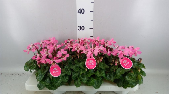 <h4>Cyclamen KL 'Djix'</h4>