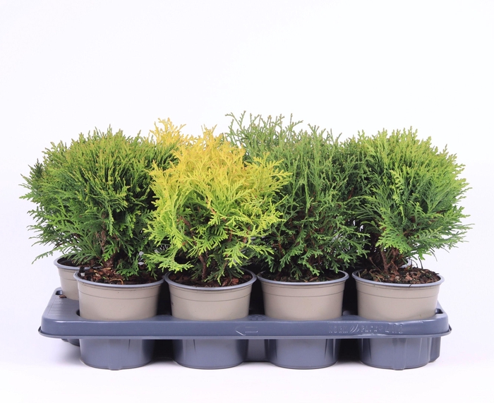 <h4>Bolvormige mix P-13</h4>