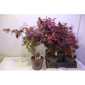 Acer Pa Atropurpureu