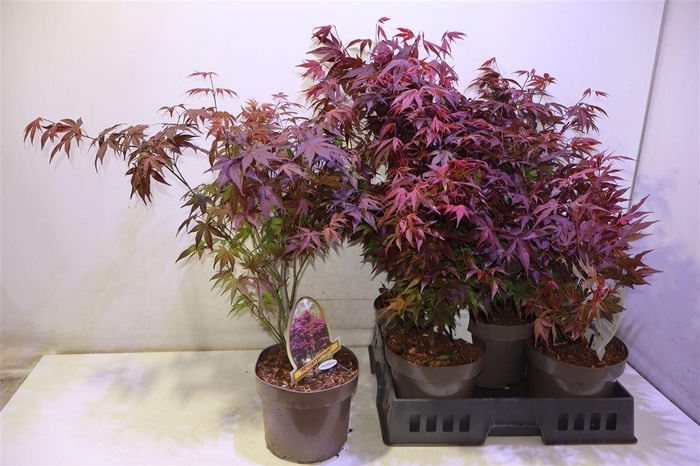 <h4>Acer Pa Atropurpureu</h4>