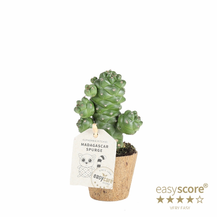 <h4>EUPHORBIA RITCHIEI P6 COCOZ</h4>