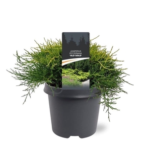 Juniperus x pfitzeriana Old Gold