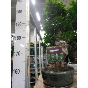 Ficus microcarpa 'Ginseng'