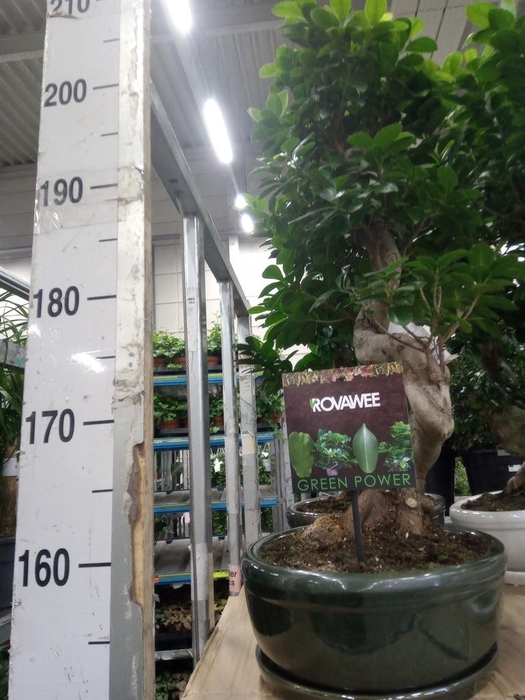 <h4>Ficus microcarpa 'Ginseng'</h4>