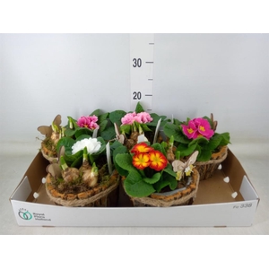 Arr.   Tuinplanten L%