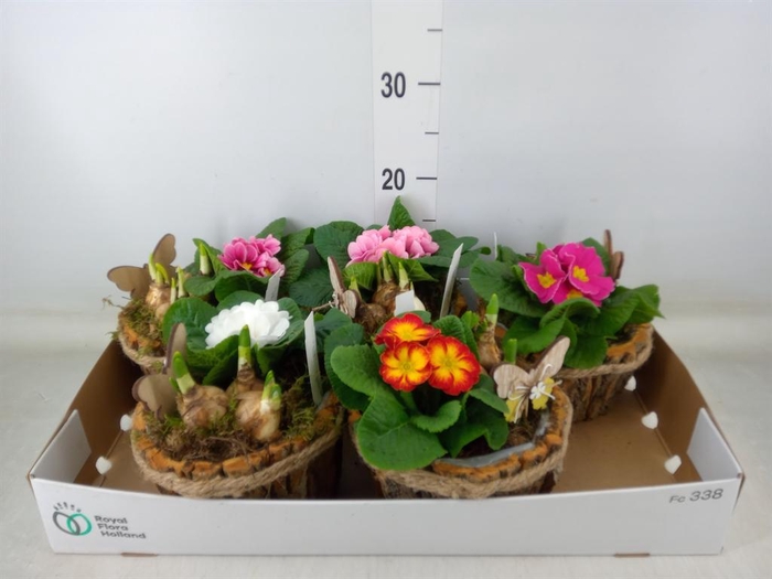 <h4>Arr.   Tuinplanten L%</h4>