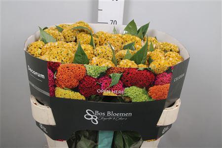 <h4>Cel C Act Inca</h4>