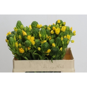 Ornithogalum Dubium Yellow Asa