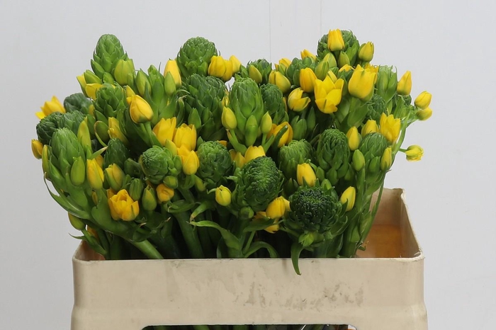 <h4>Ornithogalum Dubium Yellow Asa</h4>