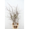 CHAENOMELES SUPERBA WHITE EXTRA 080CM