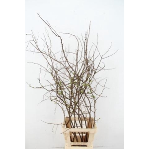 CHAENOMELES SUPERBA WHITE EXTRA 080CM