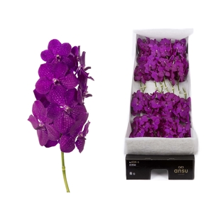 Vanda 16 tak Rasberry Cerise