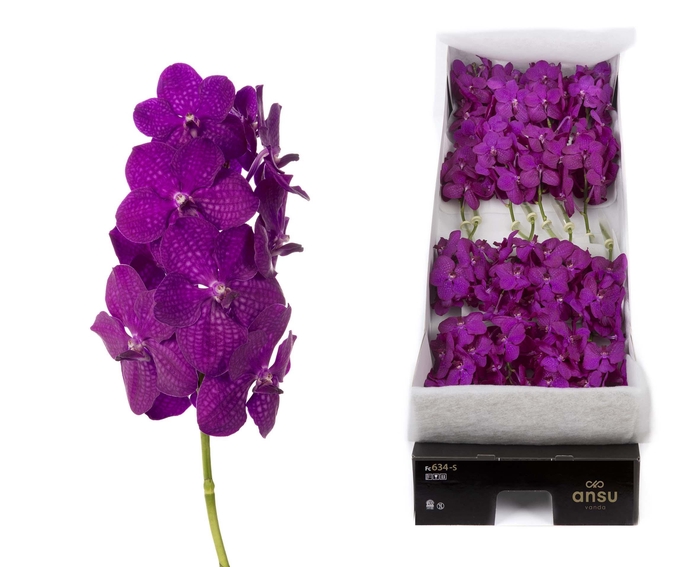<h4>Vanda 16 tak Rasberry Cerise</h4>
