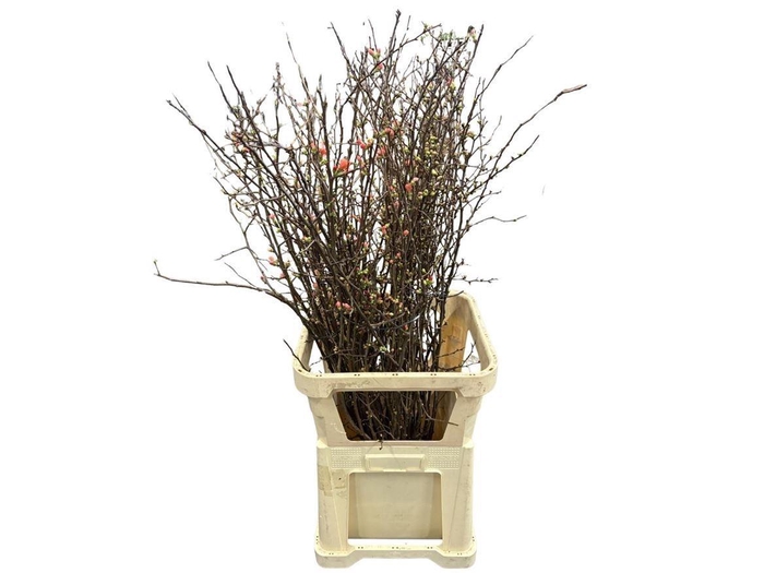 <h4>CHAENOMELES SUPERBA</h4>