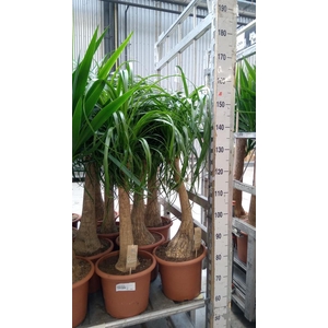 Beaucarnea recurvata