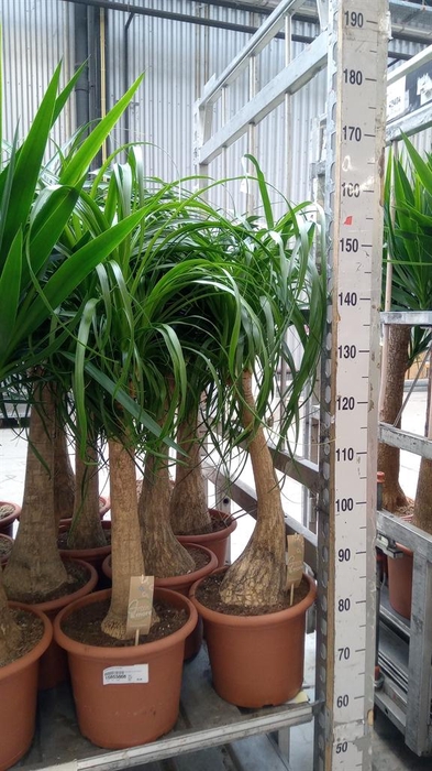 <h4>Beaucarnea recurvata</h4>