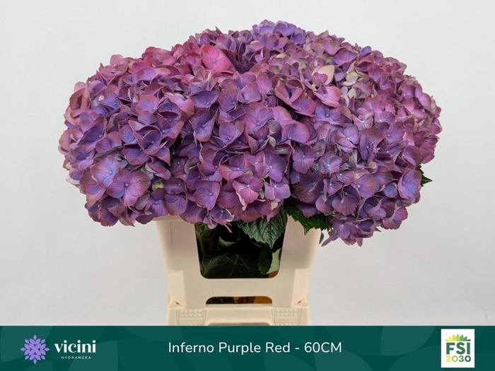 <h4>HYDR M MY INFERNO</h4>