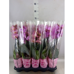 Phalaenopsis   ...rose