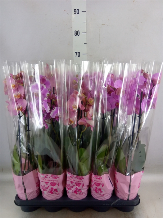 <h4>Phalaenopsis   ...rose</h4>