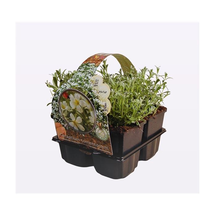 <h4>Cerastium tomentosum</h4>