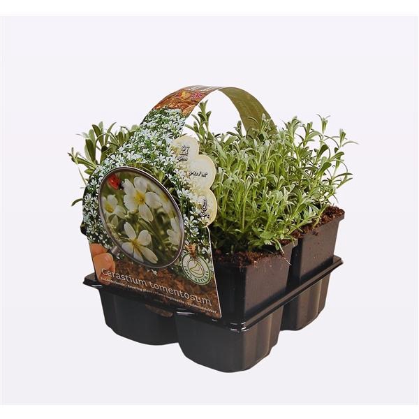 Cerastium tomentosum