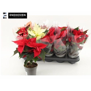 EUPHOR POINSETTIA P10.5