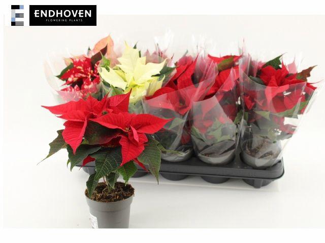 <h4>EUPHOR POINSETTIA P10.5</h4>
