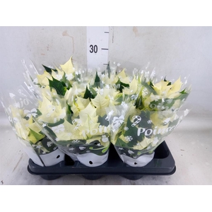 Euphorbia pulc. 'Alaska'