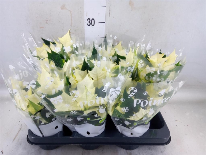 <h4>Euphorbia pulc. 'Alaska'</h4>