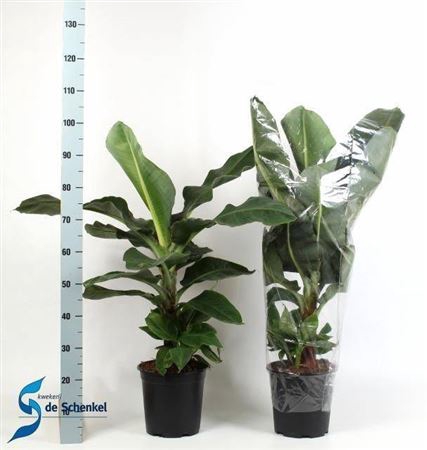 <h4>Musa Dwarf Cavendish</h4>